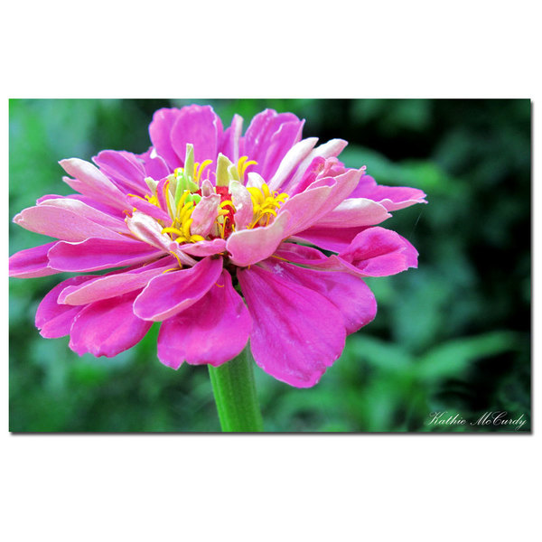 Trademark Fine Art Kathie McCurdy& 'Zinnia' Canvas Art, 30x47 KM0116-C3047GG